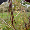 Chinese Yard Long Bean